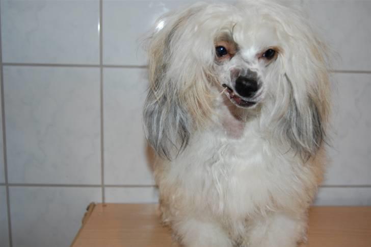 Chinese crested powder puff Bellis. billede 6