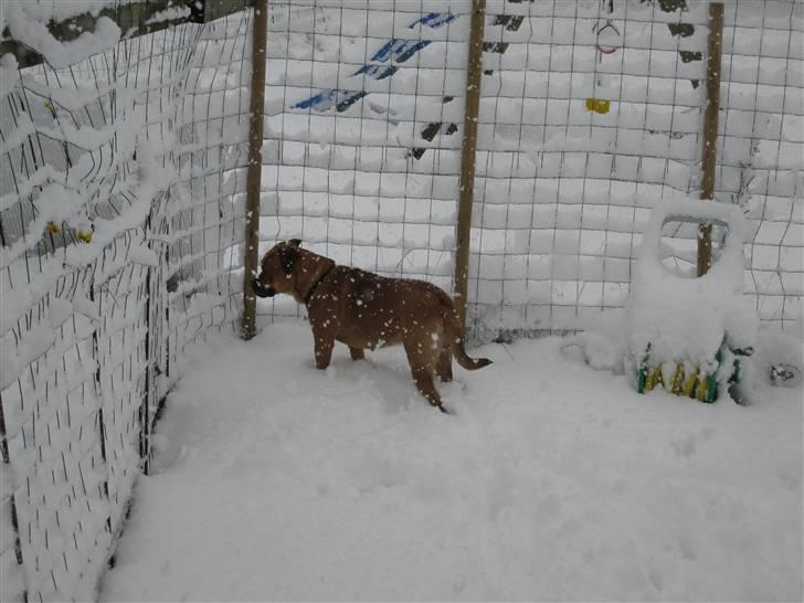 Blanding af racer nuggi <3 billede 7