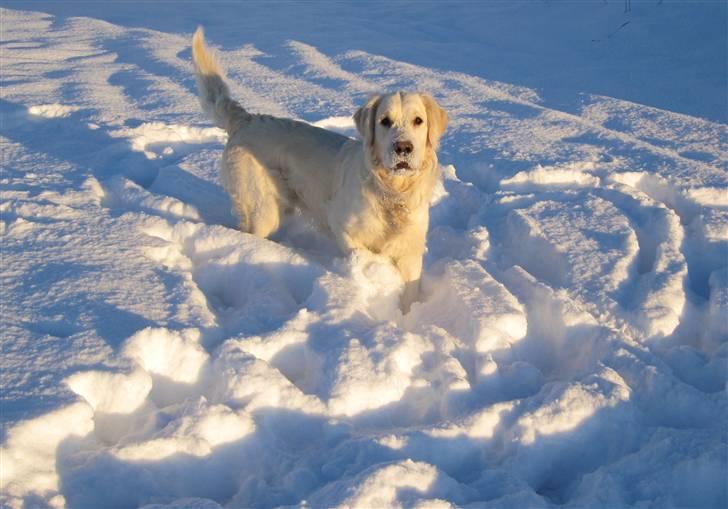 Golden retriever King billede 1