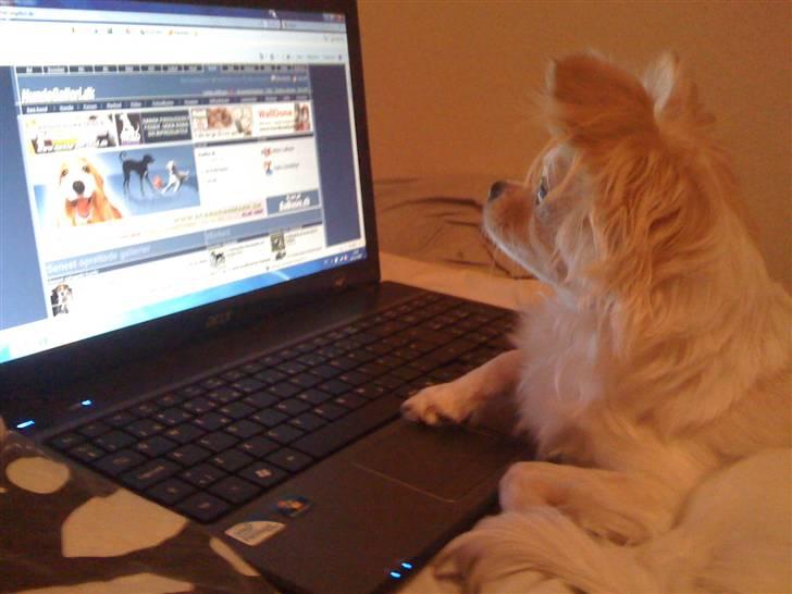 Chihuahua Tequila - Tequila sidder og kigger på hundegalleri billede 4