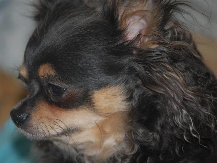 Chihuahua Nona - Søde Nona, december 2010 billede 16