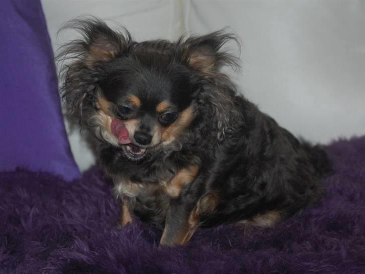 Chihuahua Nona billede 17