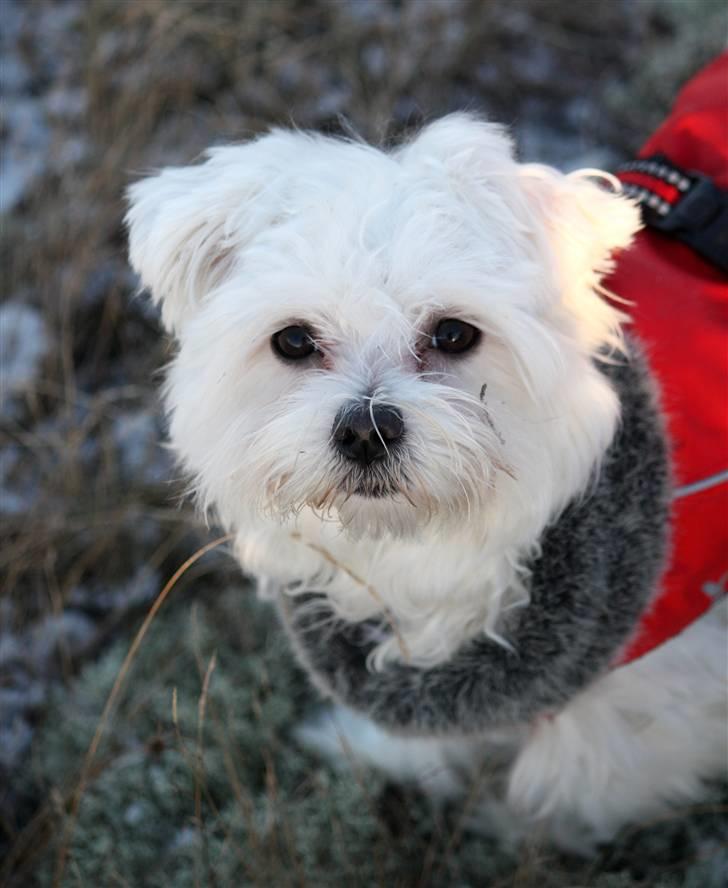 Malteser Carla billede 20