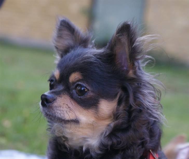 Chihuahua Nona billede 18