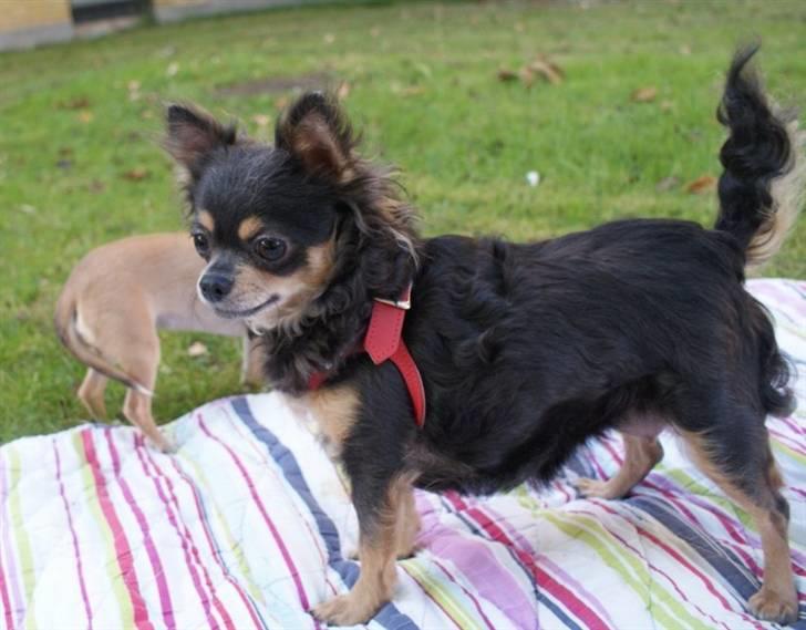 Chihuahua Nona billede 19