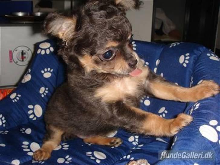 Chihuahua Nona billede 20