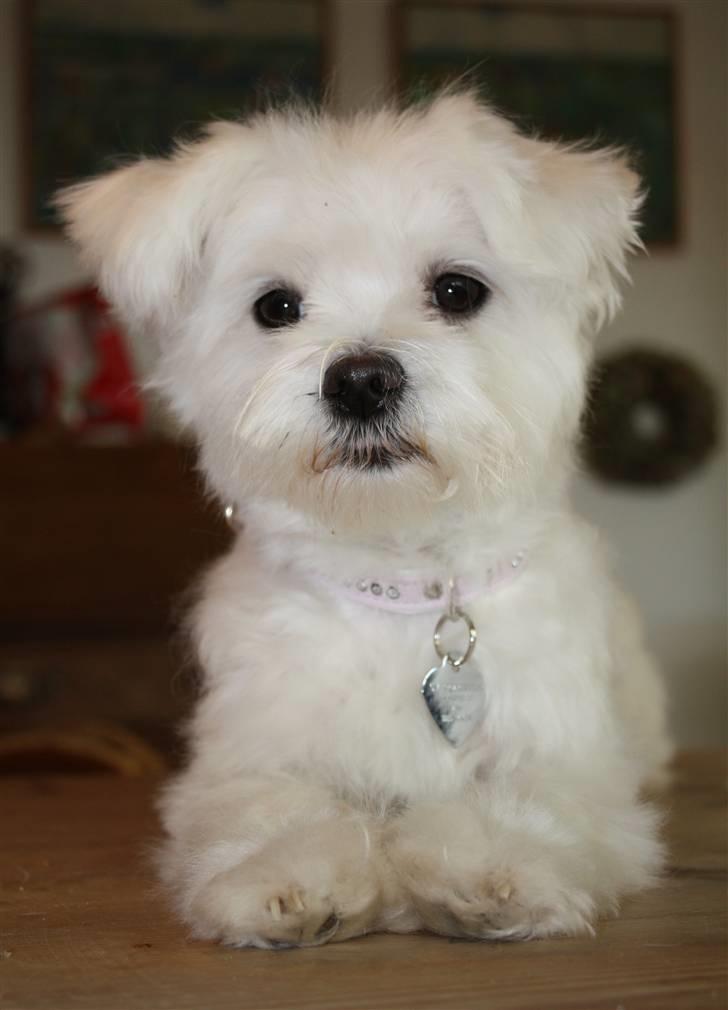 Malteser Carla billede 21