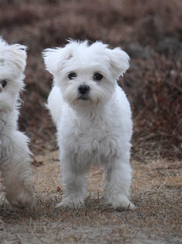 Malteser Carla billede 10