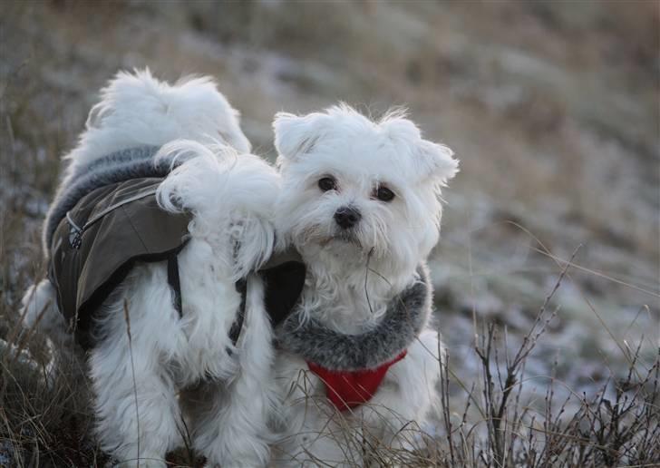 Malteser Carla - Carla og Cleo billede 23