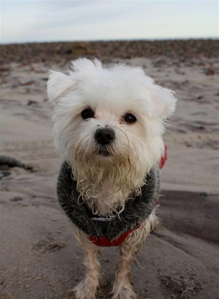 Malteser Carla billede 9