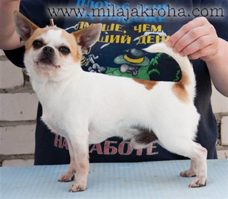 Chihuahua Milaja Kroha Zoran billede 10