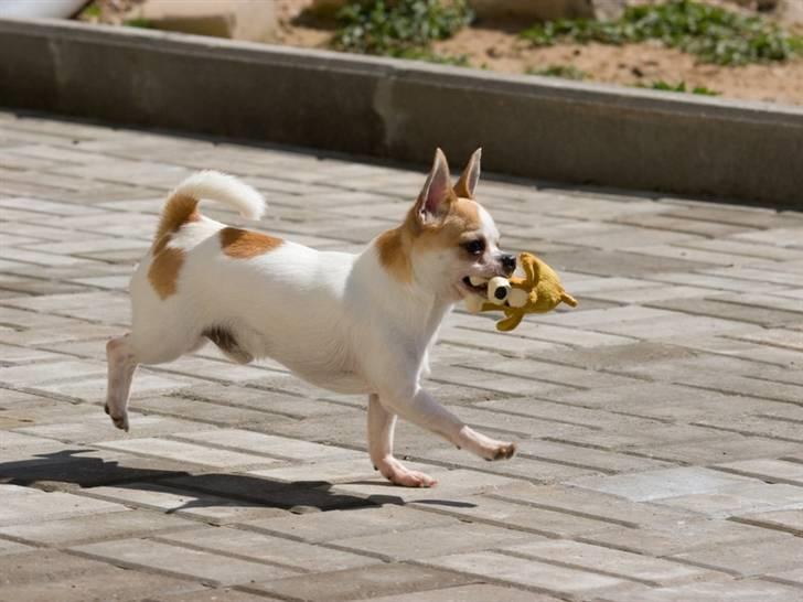 Chihuahua Milaja Kroha Zoran billede 11