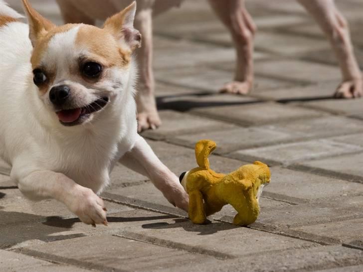 Chihuahua Milaja Kroha Zoran billede 12