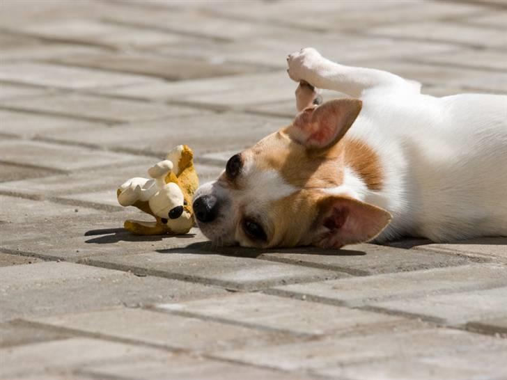 Chihuahua Milaja Kroha Zoran billede 13