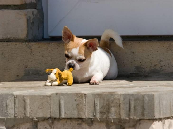 Chihuahua Milaja Kroha Zoran billede 14
