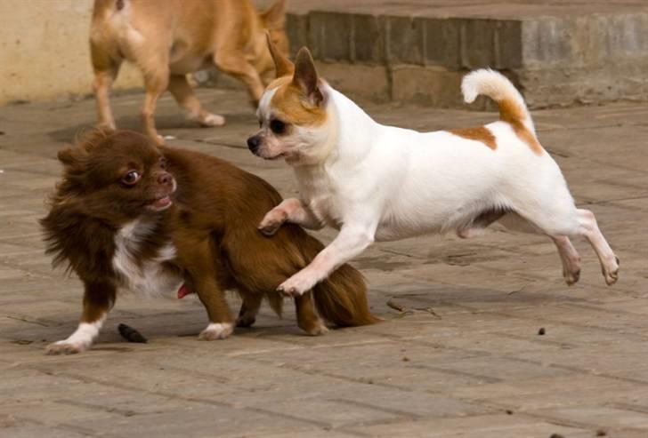 Chihuahua Milaja Kroha Zoran billede 15