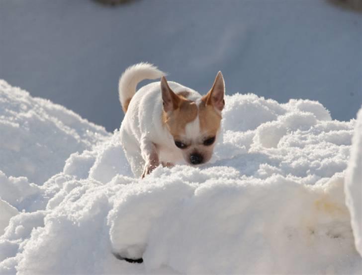 Chihuahua Milaja Kroha Zoran billede 16