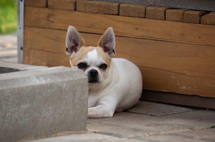 Chihuahua Milaja Kroha Zoran billede 17