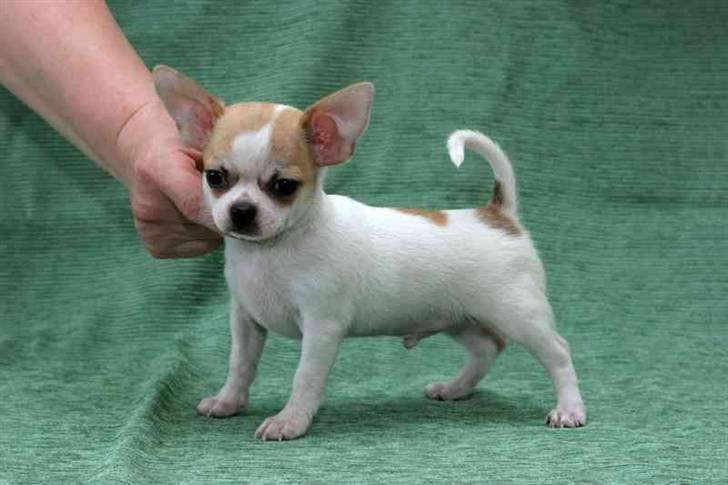 Chihuahua Milaja Kroha Zoran billede 18