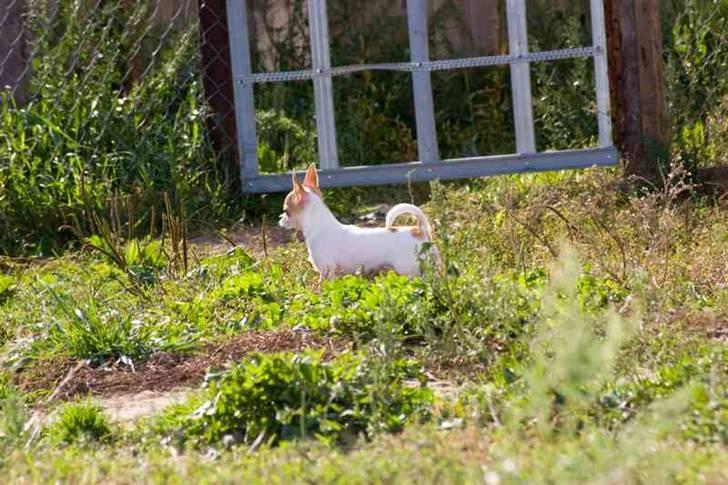 Chihuahua Milaja Kroha Zoran billede 19