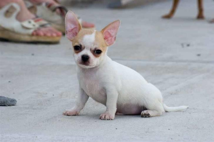 Chihuahua Milaja Kroha Zoran billede 20