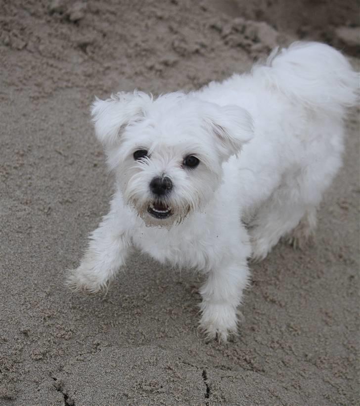 Malteser Carla billede 22