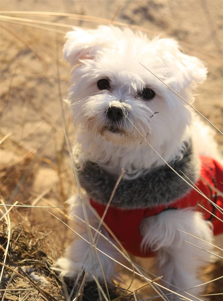 Malteser Carla billede 13