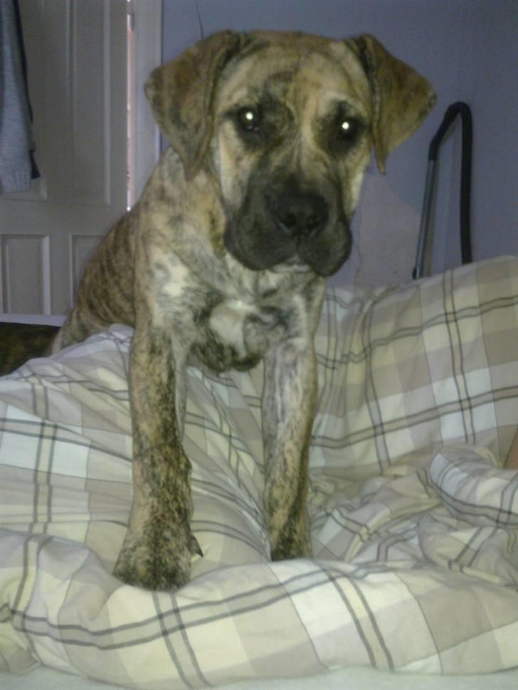 Dogo canario Sera - Sera pigen, der morgen hygger i sengen med mor, far og Perla :-) billede 9