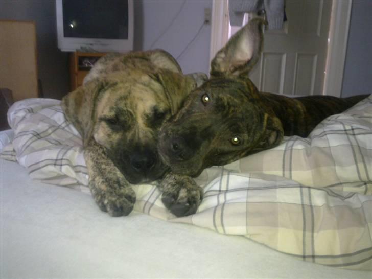 Dogo canario Sera - Sera og Perla - mors piger, de bedste hunde nogensinde! billede 10