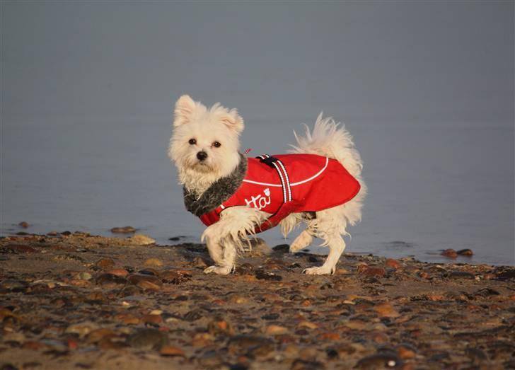 Malteser Carla billede 16