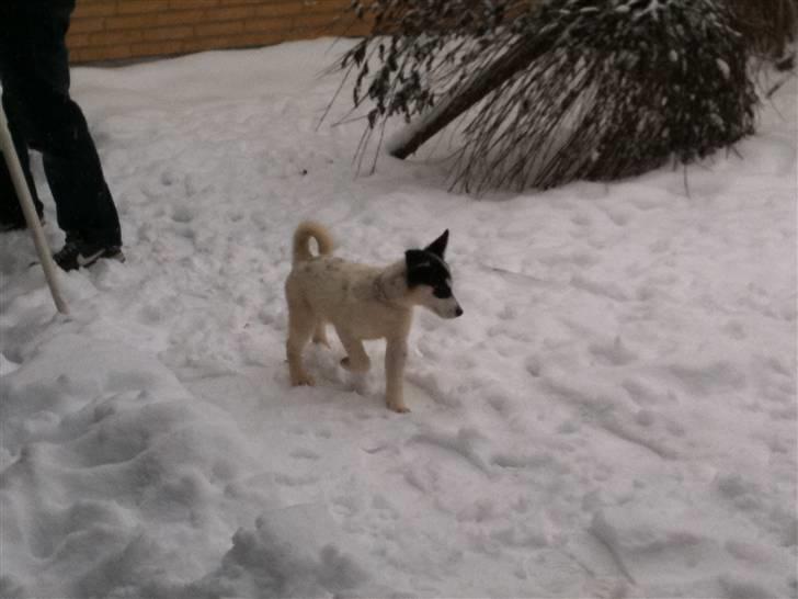 Alaskan husky Cayza billede 15