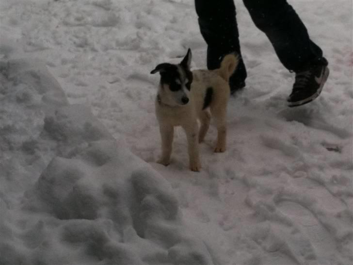 Alaskan husky Cayza billede 14