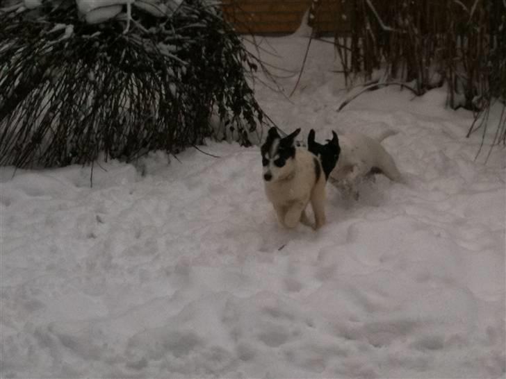 Alaskan husky Cayza billede 13