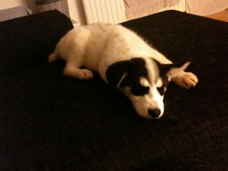 Alaskan husky Cayza billede 9