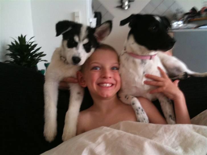 Alaskan husky Cayza billede 12