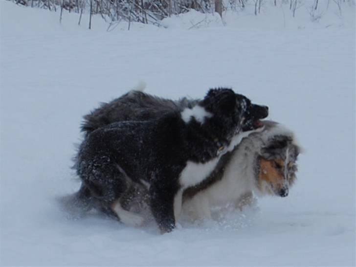 Border collie Satu (Hummelhund) - Fangeleg med Diva billede 7