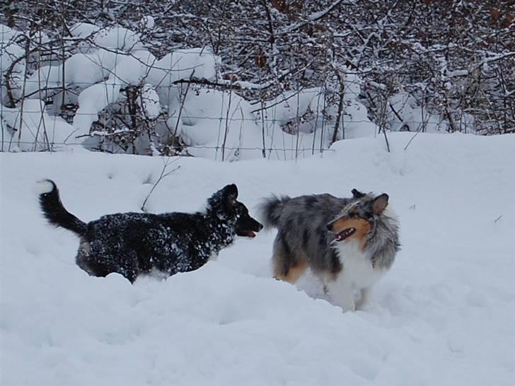 Border collie Satu (Hummelhund) - Fangeleg med Diva billede 8