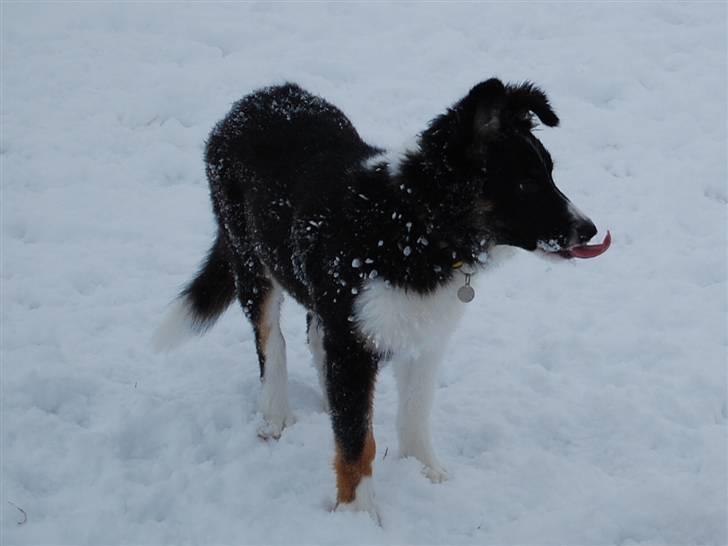Border collie Satu (Hummelhund) - Prøver lige at fange et snefnug :-) billede 9