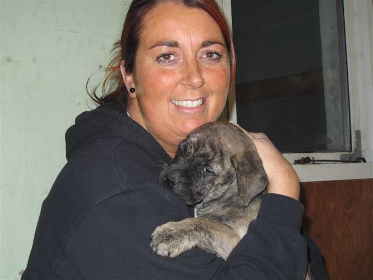 Bullmastiff Karla billede 1