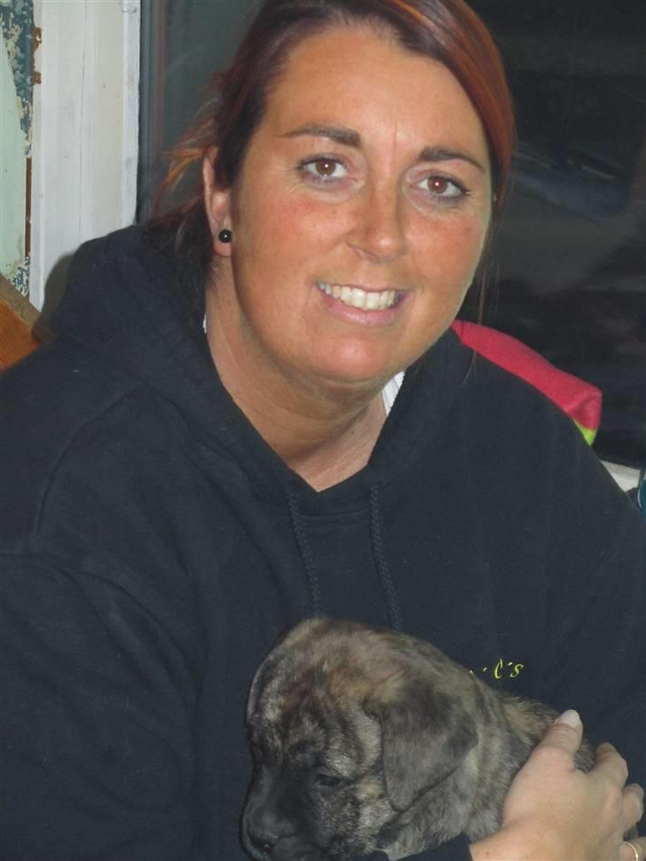 Bullmastiff Karla billede 2