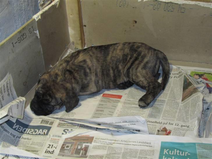 Bullmastiff Karla - Karla hos opdrætter 6 uger billede 3