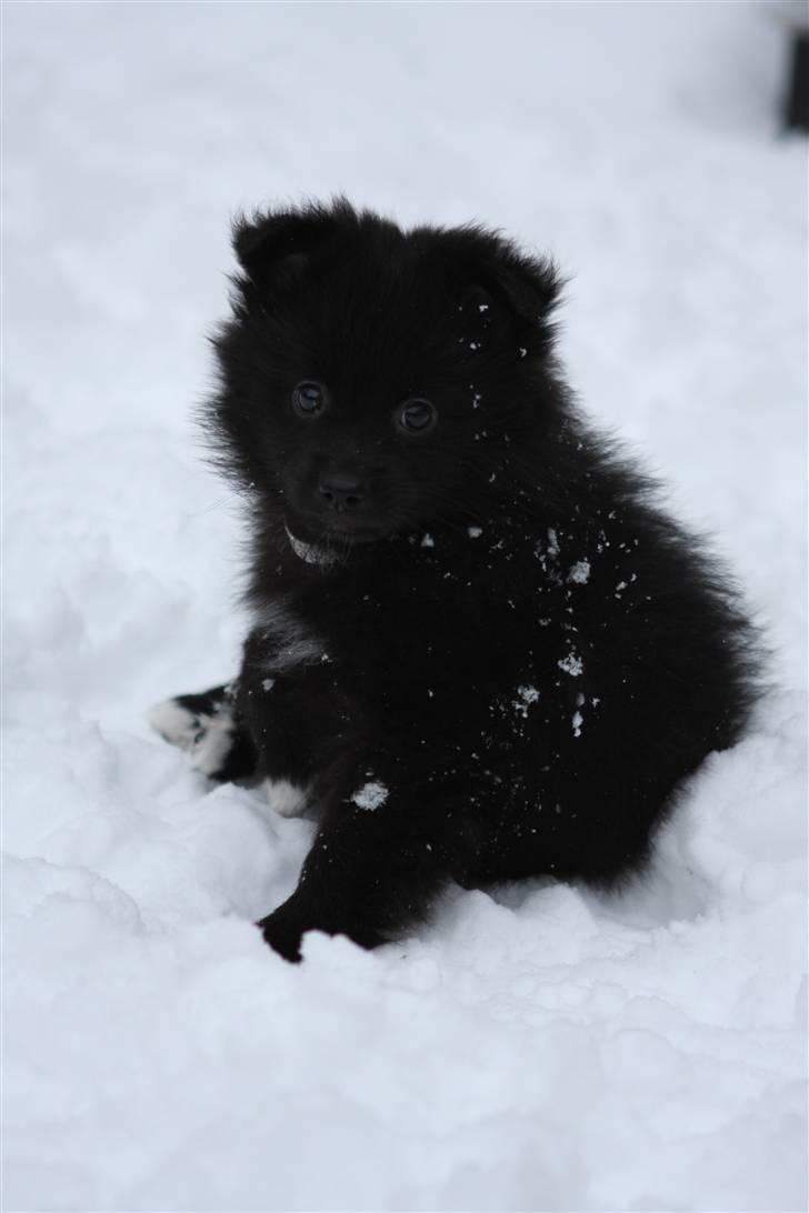 Pomeranian Armani billede 1