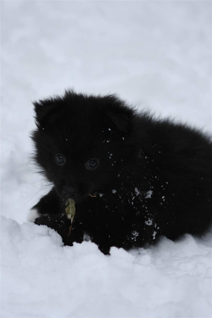 Pomeranian Armani billede 2