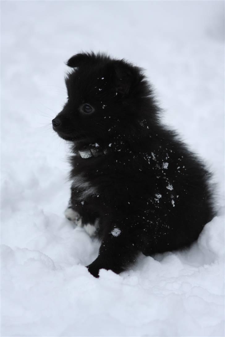 Pomeranian Armani billede 3