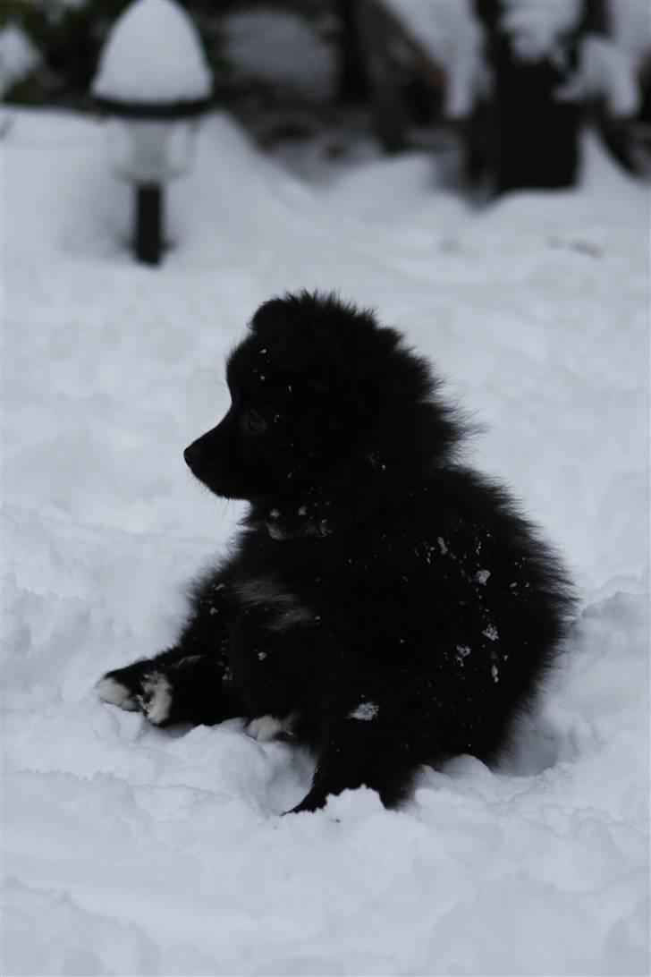 Pomeranian Armani billede 4