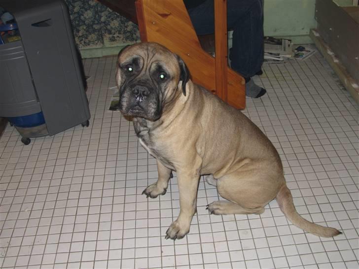 Bullmastiff Karla - Walter Karla s far ... billede 4