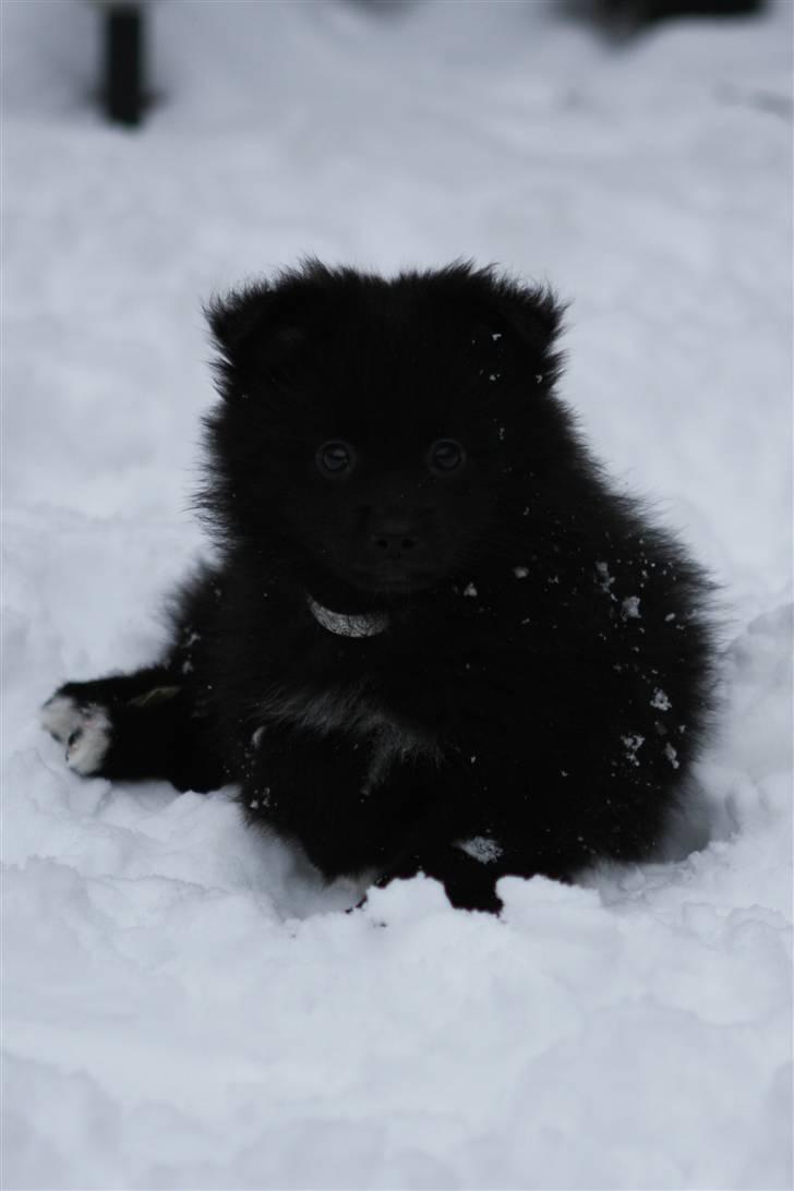 Pomeranian Armani billede 5