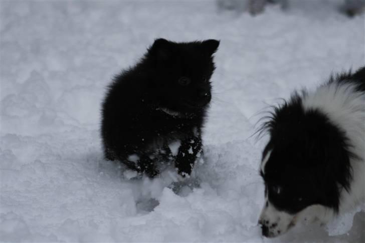 Pomeranian Armani billede 6