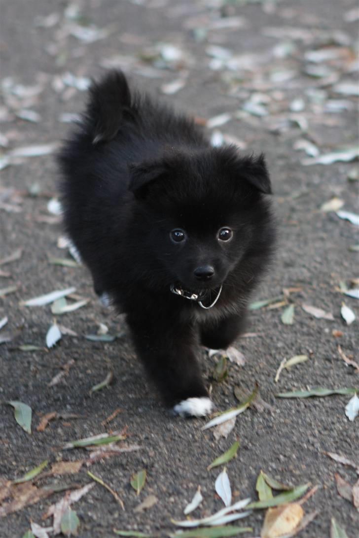 Pomeranian Armani billede 7