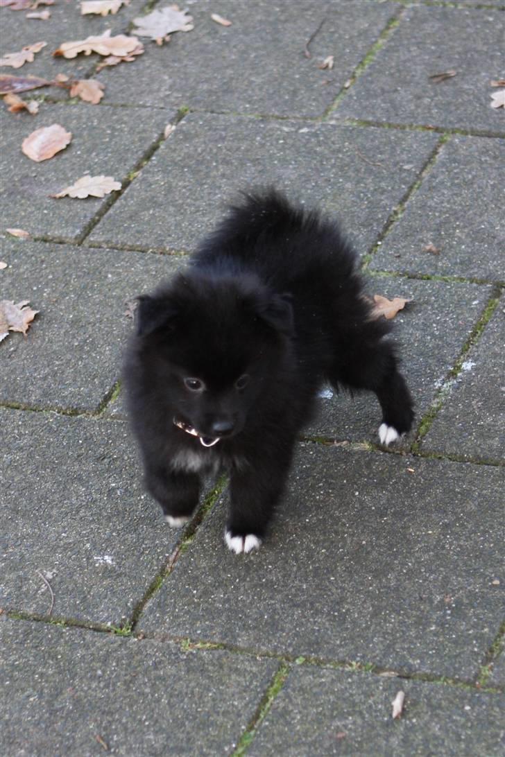 Pomeranian Armani billede 8